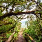 Garajonay National Park in La Gomera, the Canary Islands