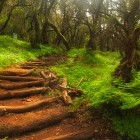 Garajonay National Park in La Gomera, the Canary Islands