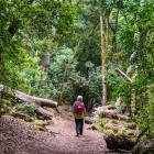 Hiking in El Cedro Forest in La Gomera, the Canary Islands