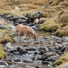 Horse drinking in the Manyanet Valley, Catalonia