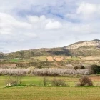 Almond trees in the shadow of Sant corneli mountain, Catalonia