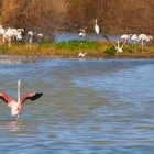 Flamingo flock in Aiguamolls de I Emporda, Spain