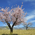 Almond blossom in Sierra Nevada, Spain