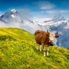 Cattle in Bernese Oberland, Switzerland