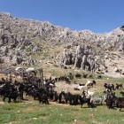 Herd of goats in Lycia, Turkey