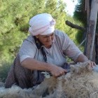 Nomad lady shearing sheep in Lycia, Turkey