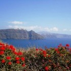 Red flowers on Santorini, with a view towards the sea