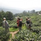 Trekkers amongst tea plantation in Darjeeling, India