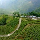 Scenery of tea plantations in Darjeeling, India