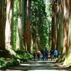 Hike through forest of Togakushi in Japan