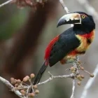 Collared aracari in Guatemala.