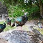 Wild ocellated turkeys in Guatemala.