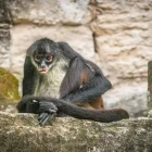 White-bellied spider monkey in Guatemala.
