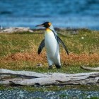 King penguin near Beagle Channel, Argentina