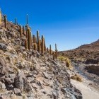 Cacti in Guatin Canyon, Atacama Desert, Chile