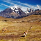 Guanacos in Torres del Paine National Park