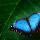 Blue morpho butterfly in Costa Rica