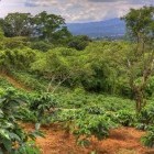 Coffee plantation in Costa Rica