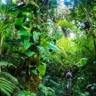 Girl walking through the rainforest in Costa Rica