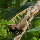 Iguana in Puerto Jiminez, Osa Peninsula in Costa Rica