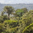 Jungle in Arenal region, Costa Rica