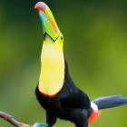 Keel billed toucan in Costa Rica