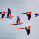 Scarlet macaw in flight in Costa Rica.