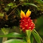 Bromelaid rainforest in Costa Rica