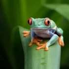 Red-eyed tree frog in Costa Rica