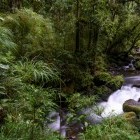 River and Montane Rainforest in Costa Rica.