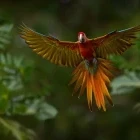 Scarlet macaw in Costa Rica