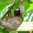 Sloth in Costa Rica