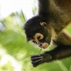 Spider monkey in Costa Rica