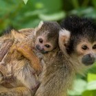 Squirrel monkey and baby in Costa Rica