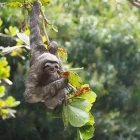 Three-toed sloth in Costa Rica