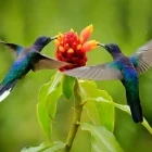 Violet sabrewing in Costa Rica