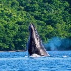 Whale breaching in Marino Ballena National Park, Costa Rica
