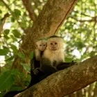White-faced capuchin in Costa Rica