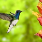 White-necked jacobin, Costa Rica