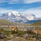 Guanacos in Torres del Paine National Park