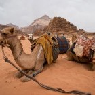 Camels resting at Wadi Rum desert in Jordan