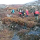 Guests on a tundra hike in Greenland.