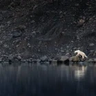 A polar bear in Viking Bay, Greenland
