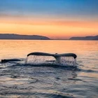 A whale tail in Greenland, Arctic