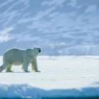 A polar bear in Svalbard, Arctic