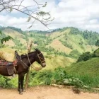 Donkey waiting on the side of a track in rural Colombia.
