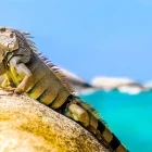 Iguana sunbathing by the coast.