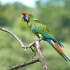 Military macaw in Colombia.