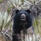 Spectacled bear in the wilds of Colombia.