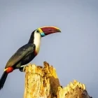 White-throated toucan on a tree.